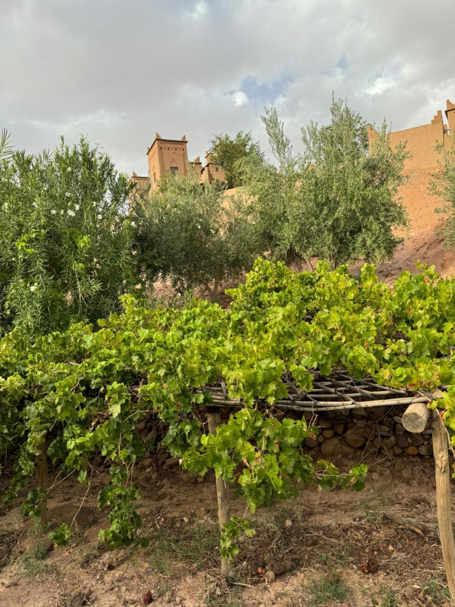Kasbah Ait Benhadda Hotel Skoura Exterior foto